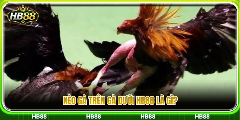 Gà Trên Gà Dưới HB88 – Cách Hiểu Tỷ Lệ Trước Khi Chọn Cửa 2 Tìm hiểu về kèo gà trên gà dưới HB88