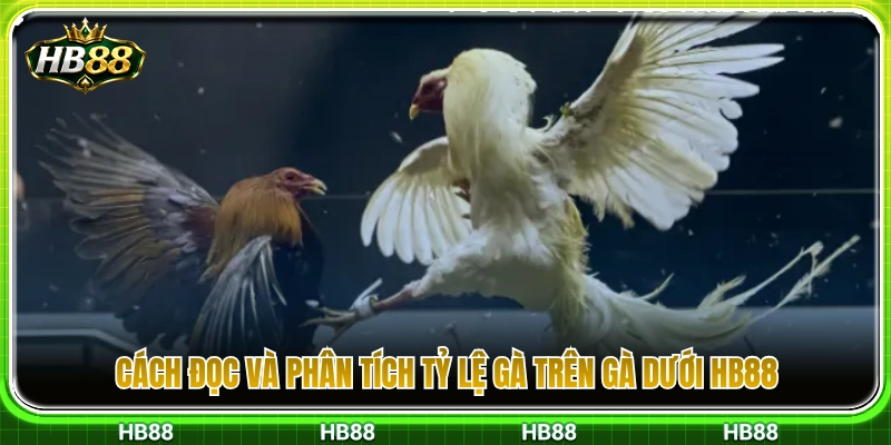 Gà Trên Gà Dưới HB88 – Cách Hiểu Tỷ Lệ Trước Khi Chọn Cửa 3 Bí quyết xem và phân tích tỷ lệ gà trên gà dưới HB88