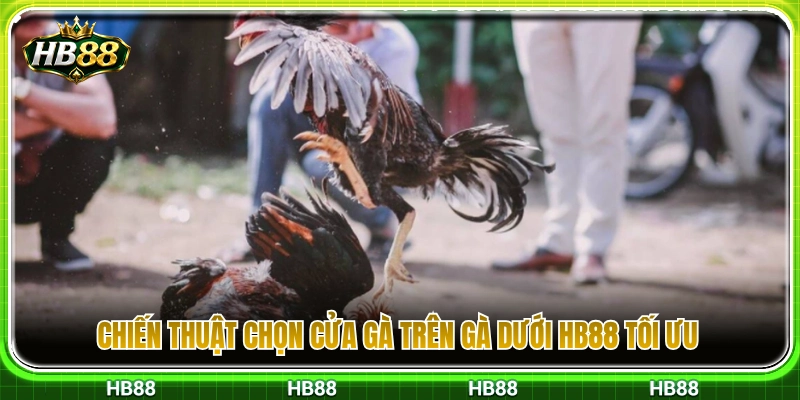 Gà Trên Gà Dưới HB88 – Cách Hiểu Tỷ Lệ Trước Khi Chọn Cửa 4 Kinh nghiệm đặt cược cửa gà trên gà dưới HB88 hiệu quả nhất