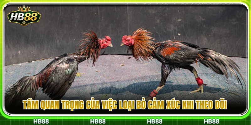 Kinh Nghiệm Xem Đá Gà HB88 Không Chọn Kèo Theo Cảm Xúc 2 Lợi ích khi gạt bỏ yếu tố cảm tính lúc theo dõi trận